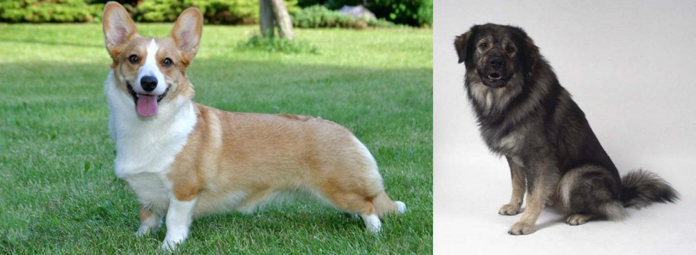 Istrian Sheepdog vs Cardigan Welsh Corgi - Breed Comparison