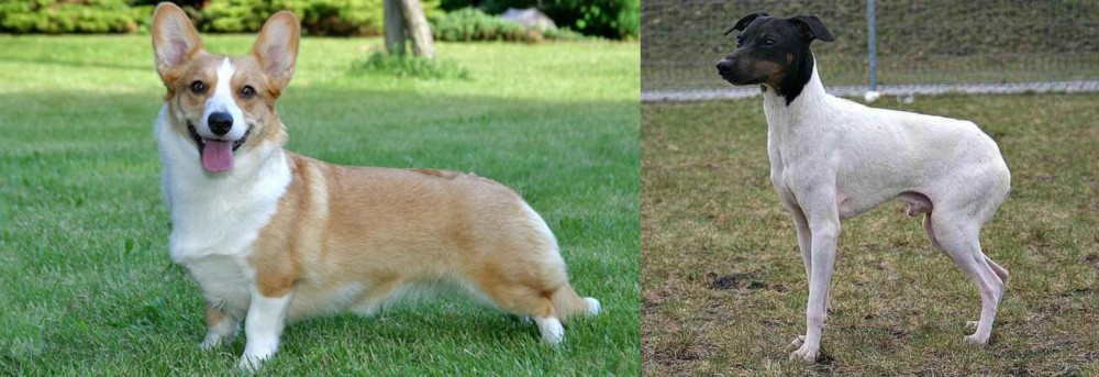 Japanese Terrier vs Cardigan Welsh Corgi - Breed Comparison