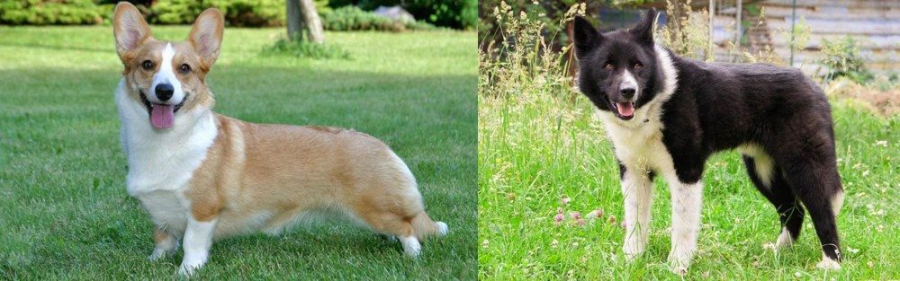 Karelian Bear Dog vs Cardigan Welsh Corgi - Breed Comparison