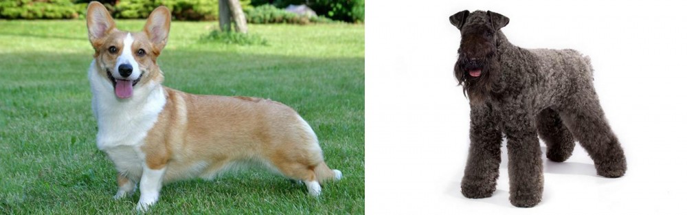 Kerry Blue Terrier vs Cardigan Welsh Corgi - Breed Comparison