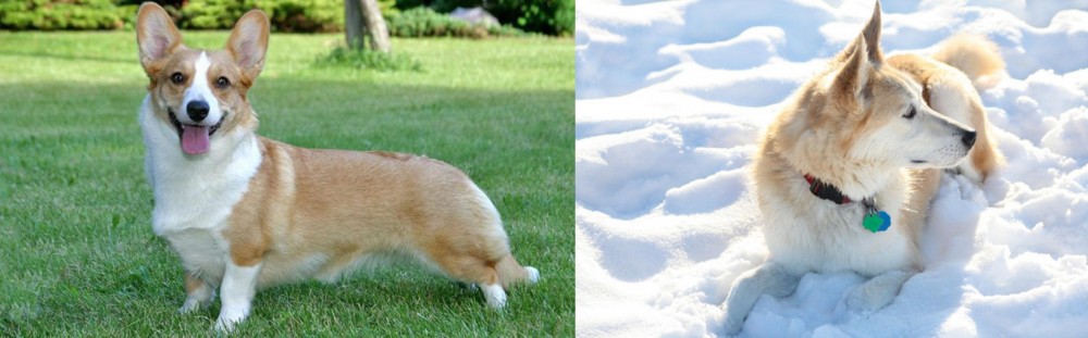 Labrador Husky vs Cardigan Welsh Corgi - Breed Comparison