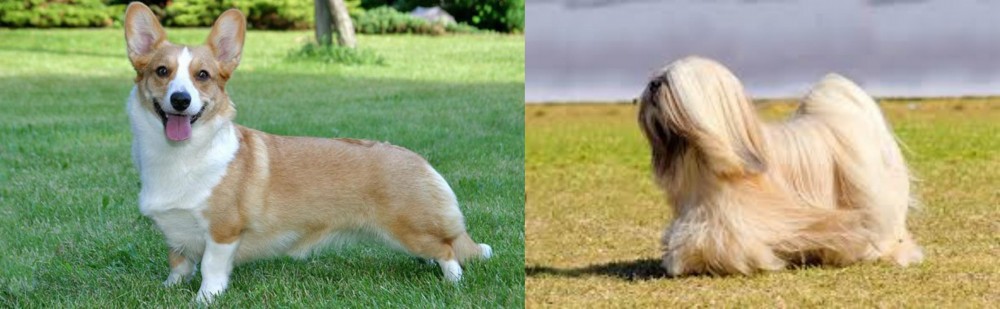 Lhasa Apso vs Cardigan Welsh Corgi - Breed Comparison