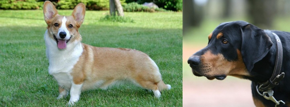 Lithuanian Hound vs Cardigan Welsh Corgi - Breed Comparison