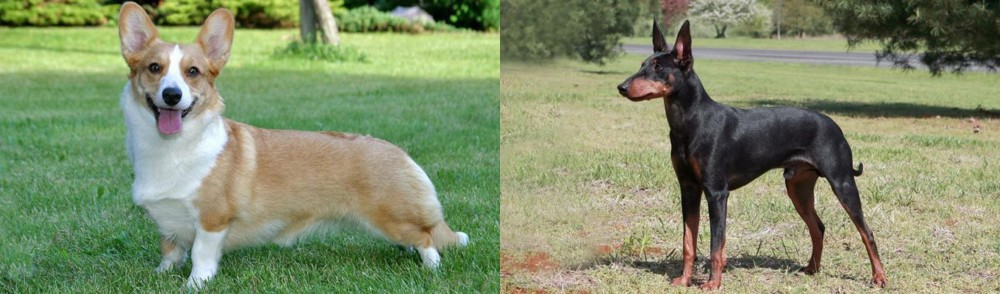 Manchester Terrier vs Cardigan Welsh Corgi - Breed Comparison
