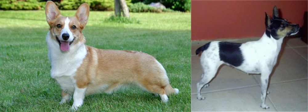 Miniature Fox Terrier vs Cardigan Welsh Corgi - Breed Comparison