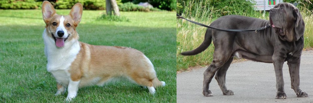 Neapolitan Mastiff vs Cardigan Welsh Corgi - Breed Comparison