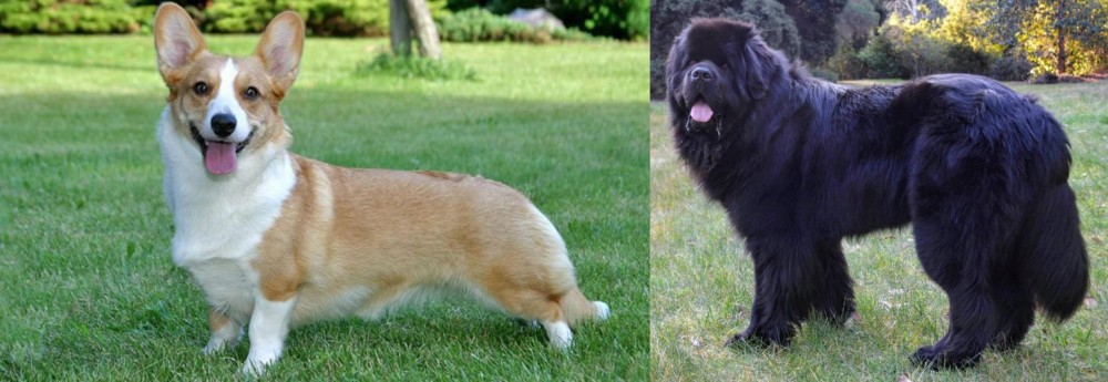 Newfoundland Dog vs Cardigan Welsh Corgi - Breed Comparison