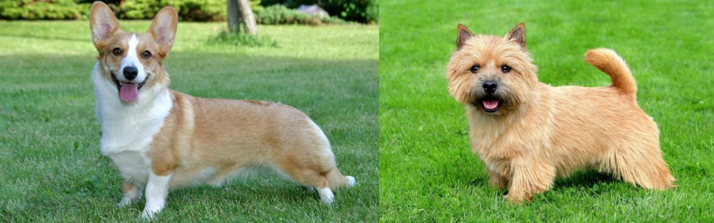 Norwich Terrier vs Cardigan Welsh Corgi - Breed Comparison