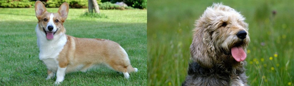 Otterhound vs Cardigan Welsh Corgi - Breed Comparison