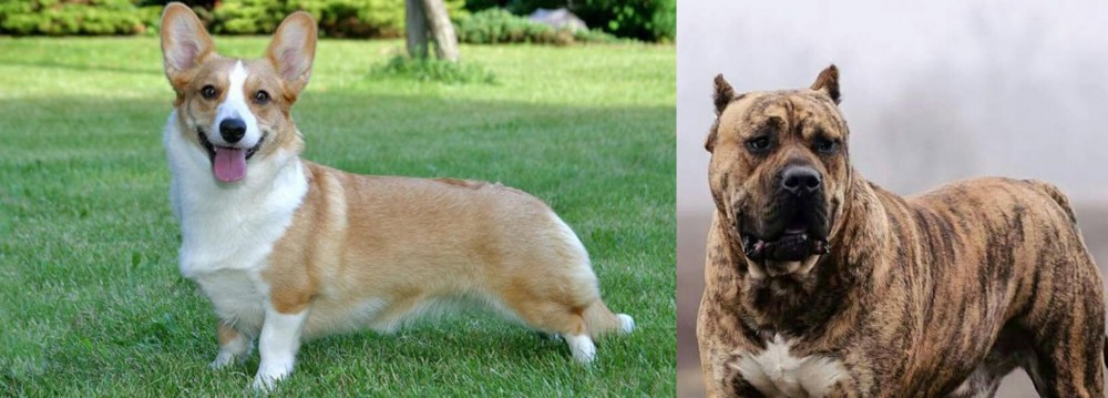 Perro de Presa Canario vs Cardigan Welsh Corgi - Breed Comparison