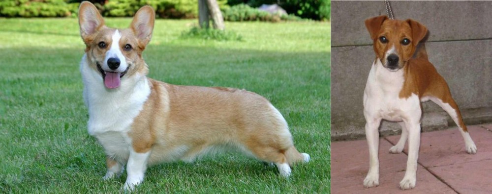 Plummer Terrier vs Cardigan Welsh Corgi - Breed Comparison