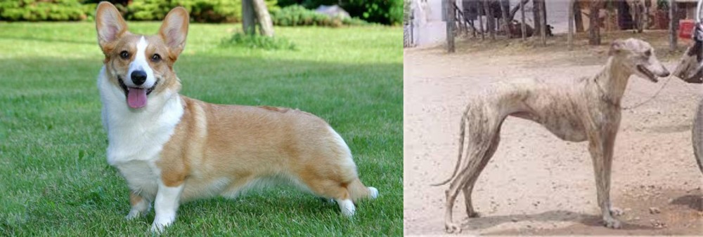 Rampur Greyhound vs Cardigan Welsh Corgi - Breed Comparison