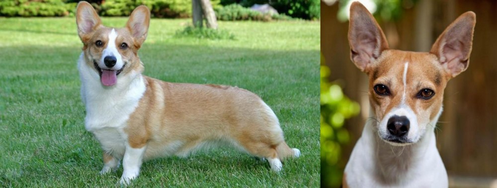 Rat Terrier vs Cardigan Welsh Corgi - Breed Comparison