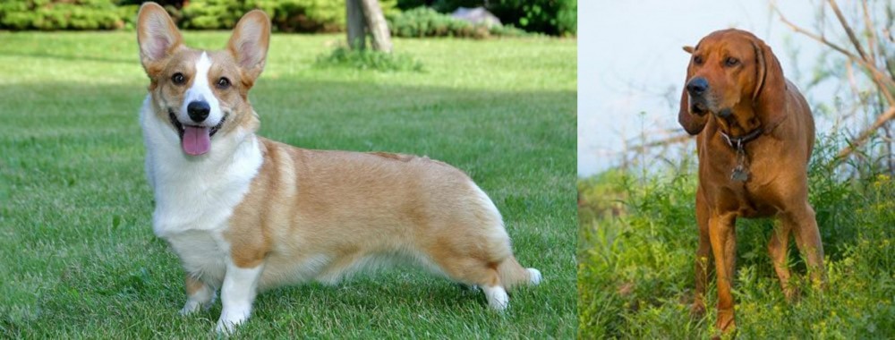 Redbone Coonhound vs Cardigan Welsh Corgi - Breed Comparison