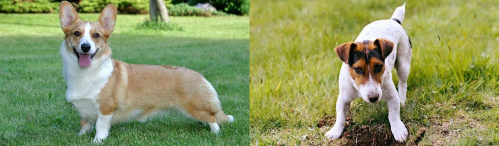 Russell Terrier vs Cardigan Welsh Corgi - Breed Comparison