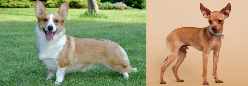 Russian Toy Terrier vs Cardigan Welsh Corgi - Breed Comparison