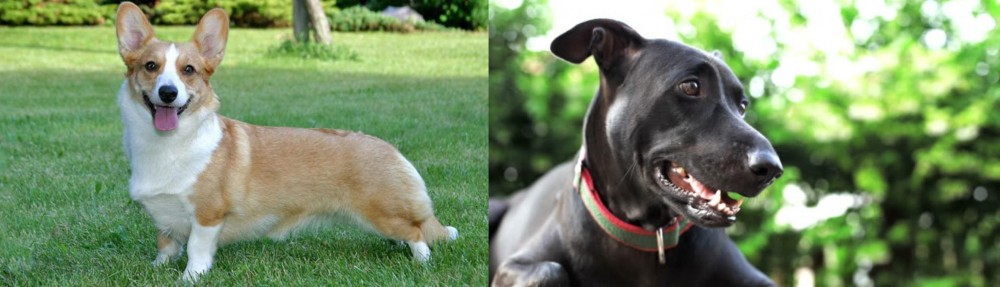 Shepard Labrador vs Cardigan Welsh Corgi - Breed Comparison