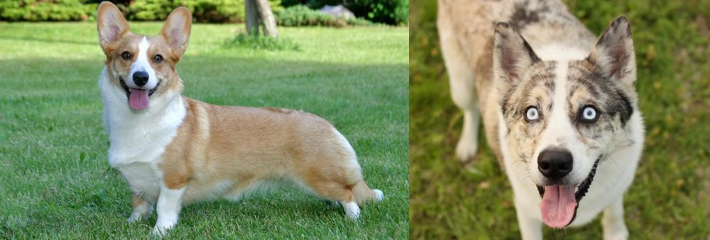Shepherd Husky vs Cardigan Welsh Corgi - Breed Comparison