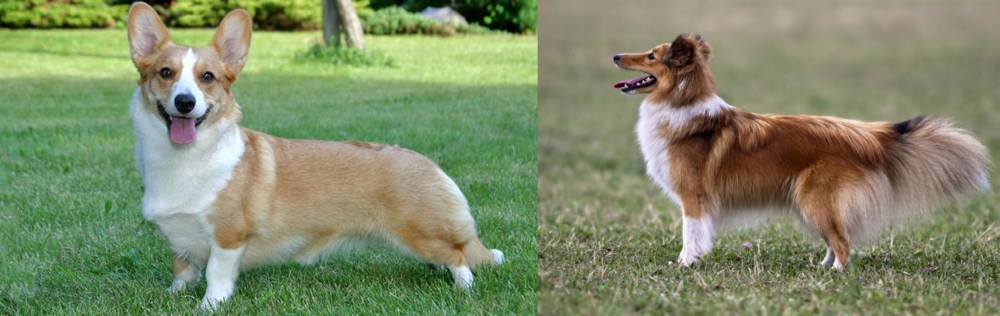 Shetland Sheepdog vs Cardigan Welsh Corgi - Breed Comparison