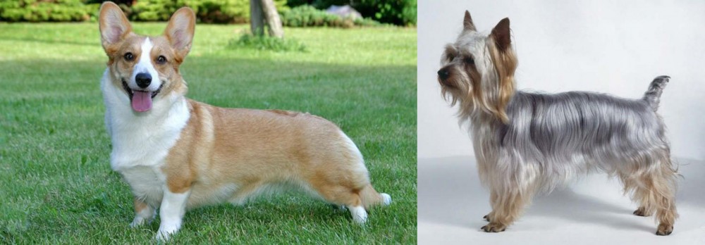 Silky Terrier vs Cardigan Welsh Corgi - Breed Comparison