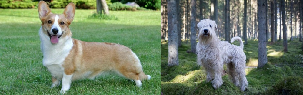 Soft-Coated Wheaten Terrier vs Cardigan Welsh Corgi - Breed Comparison