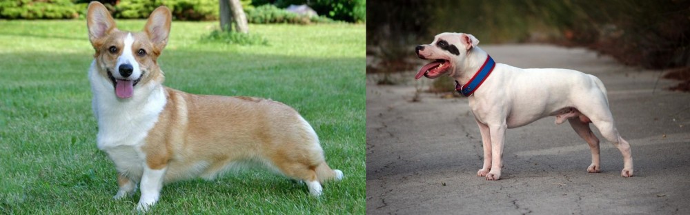 Staffordshire Bull Terrier vs Cardigan Welsh Corgi - Breed Comparison