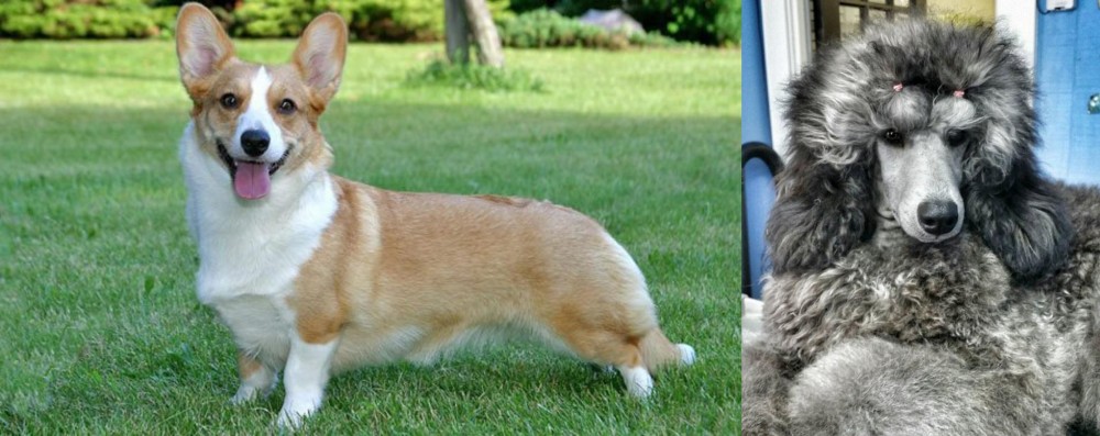 Standard Poodle vs Cardigan Welsh Corgi - Breed Comparison