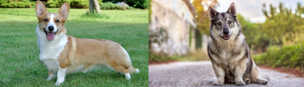 Swedish Vallhund vs Cardigan Welsh Corgi - Breed Comparison