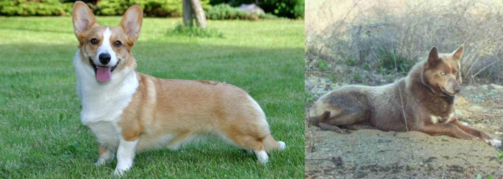 Tahltan Bear Dog vs Cardigan Welsh Corgi - Breed Comparison