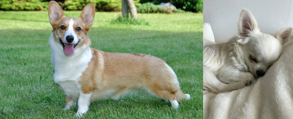 Tea Cup Chihuahua vs Cardigan Welsh Corgi - Breed Comparison