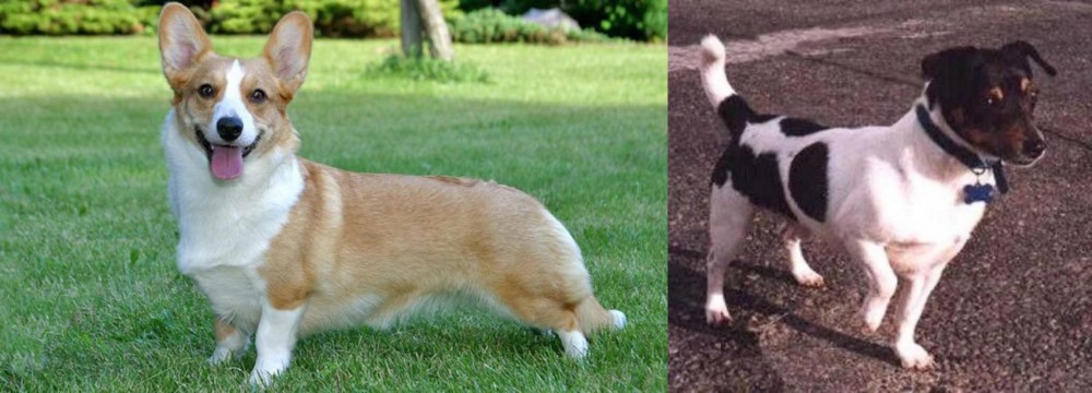 Teddy Roosevelt Terrier vs Cardigan Welsh Corgi - Breed Comparison