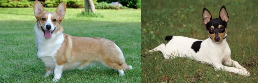Toy Fox Terrier vs Cardigan Welsh Corgi - Breed Comparison