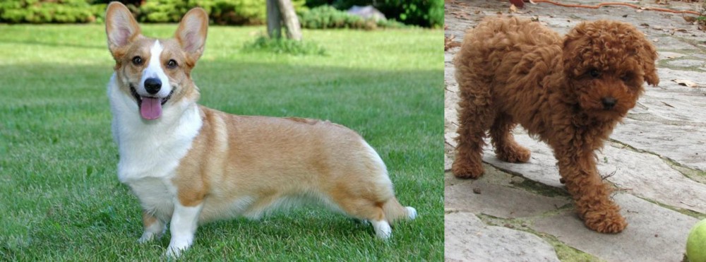 Toy Poodle vs Cardigan Welsh Corgi - Breed Comparison