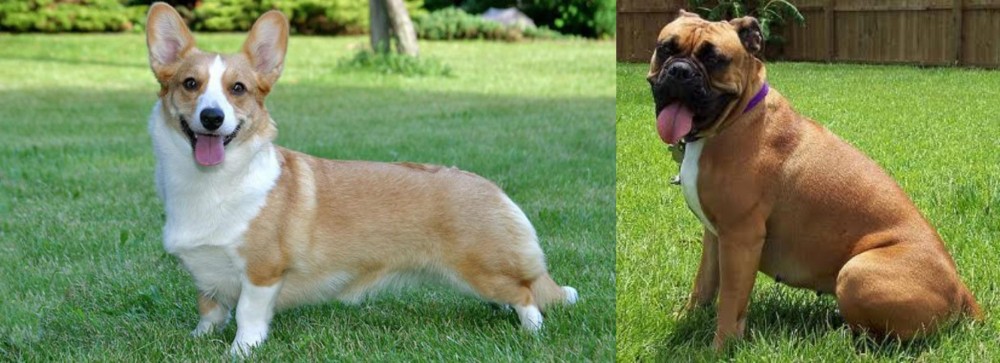 Valley Bulldog vs Cardigan Welsh Corgi - Breed Comparison