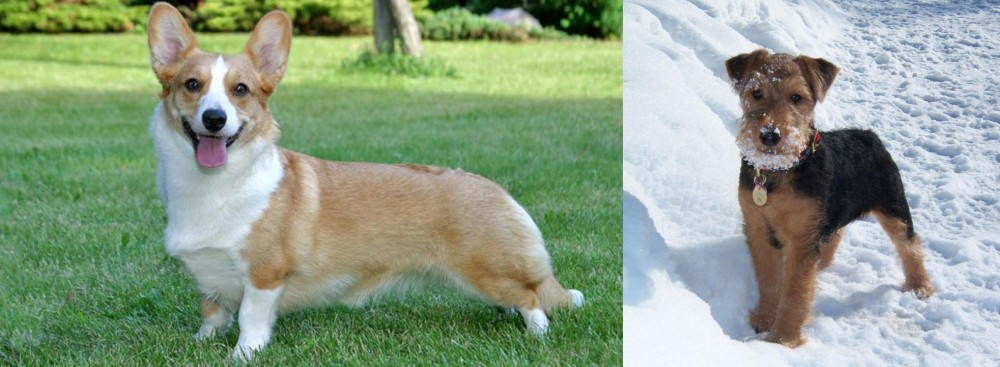Welsh Terrier vs Cardigan Welsh Corgi - Breed Comparison