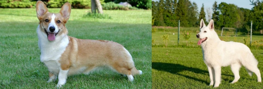 White Shepherd vs Cardigan Welsh Corgi - Breed Comparison