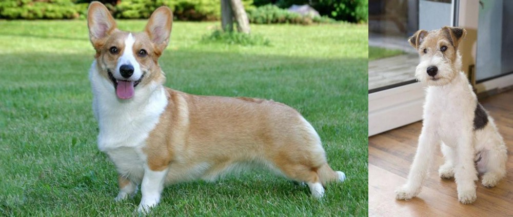 Wire Fox Terrier vs Cardigan Welsh Corgi - Breed Comparison