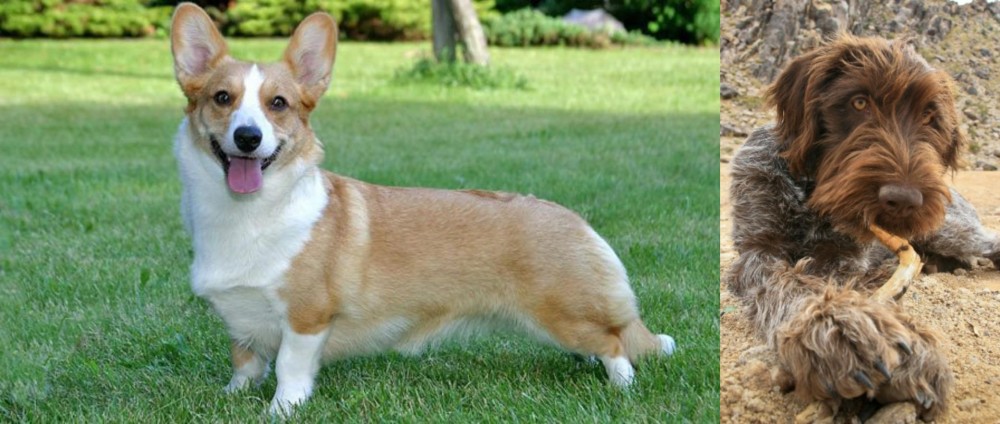 Wirehaired Pointing Griffon vs Cardigan Welsh Corgi - Breed Comparison