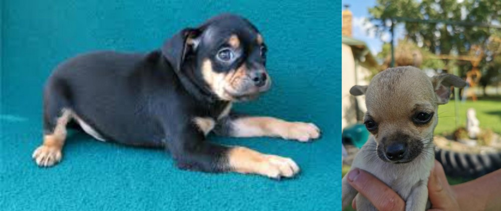 Chihuahua vs Carlin Pinscher - Breed Comparison