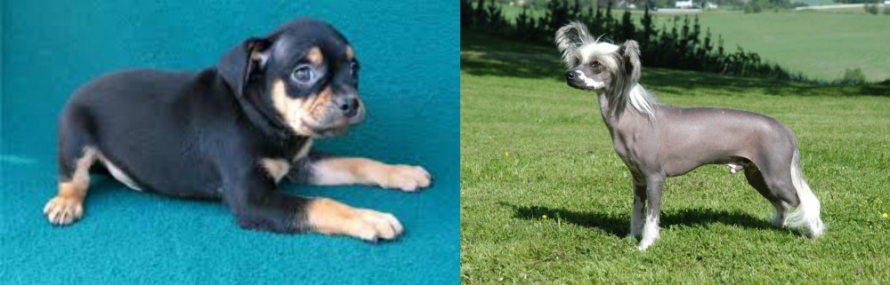 Chinese Crested Dog vs Carlin Pinscher - Breed Comparison