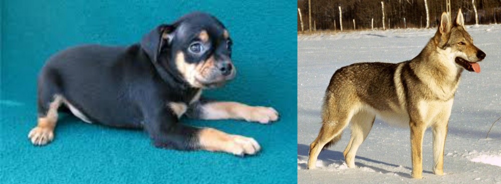 Czechoslovakian Wolfdog vs Carlin Pinscher - Breed Comparison