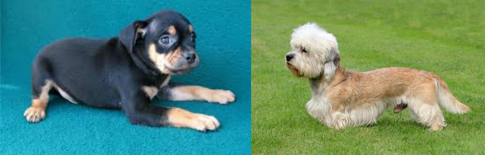 Dandie Dinmont Terrier vs Carlin Pinscher - Breed Comparison