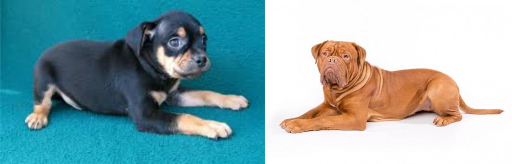 Dogue De Bordeaux vs Carlin Pinscher - Breed Comparison