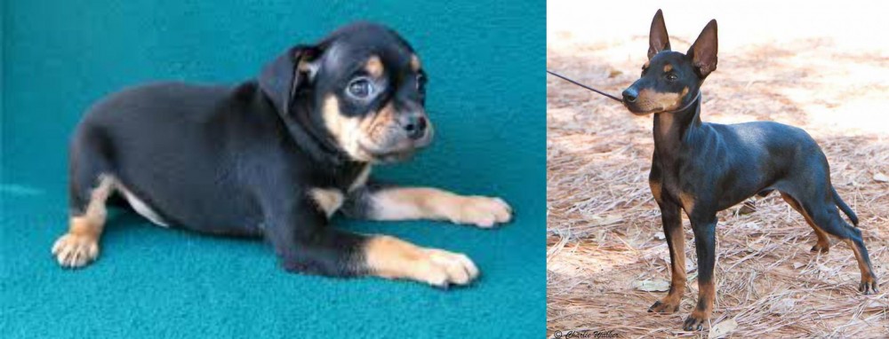 English Toy Terrier (Black & Tan) vs Carlin Pinscher - Breed Comparison