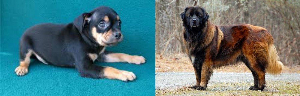 Estrela Mountain Dog vs Carlin Pinscher - Breed Comparison