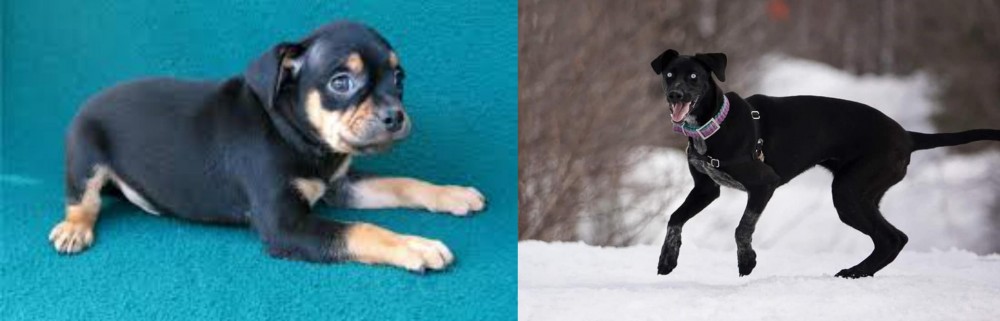 Eurohound vs Carlin Pinscher - Breed Comparison