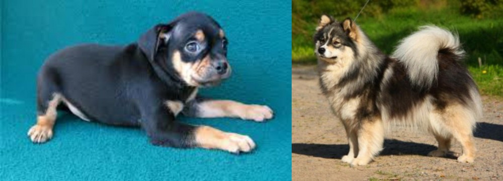 Finnish Lapphund vs Carlin Pinscher - Breed Comparison