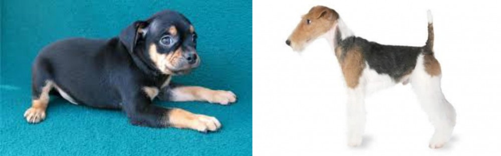 Fox Terrier vs Carlin Pinscher - Breed Comparison