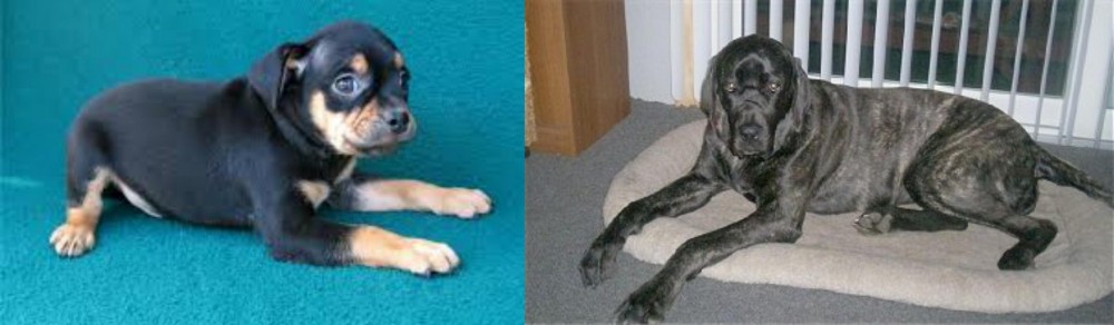 Giant Maso Mastiff vs Carlin Pinscher - Breed Comparison