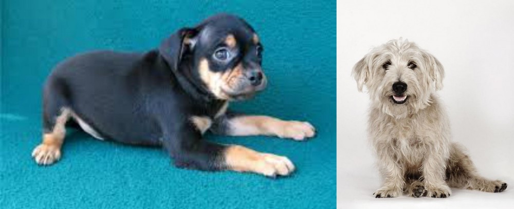Glen of Imaal Terrier vs Carlin Pinscher - Breed Comparison